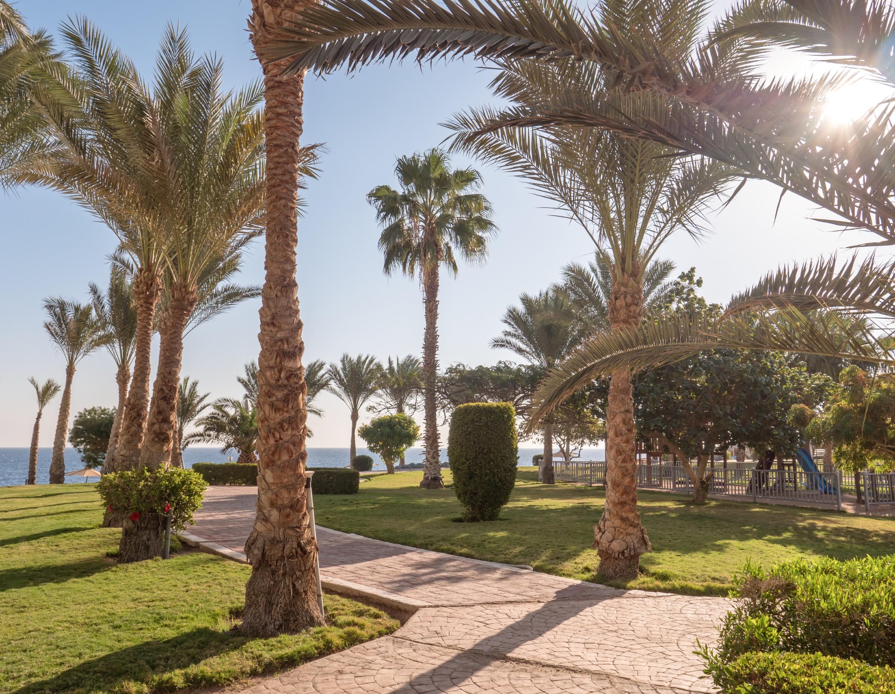 Serenity Alpha Beach - Ex Serenity Makadi Beach Exterior foto Palm trees in the park